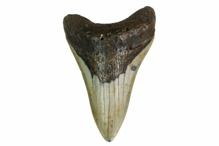 Fossil Megalodon Tooth - North Carolina #161447